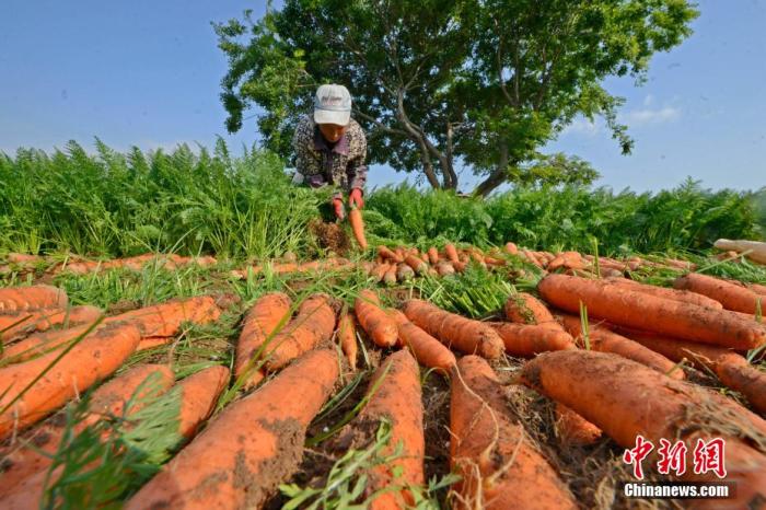 资料图:中国种植户正在采收胡萝卜。 林弘梫 摄 资料图:中国种植户正在采收胡萝卜。 林弘梫 摄