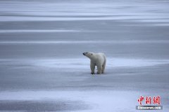 <b>加拿大哈德逊湾北极熊遭遇暖冬</b>