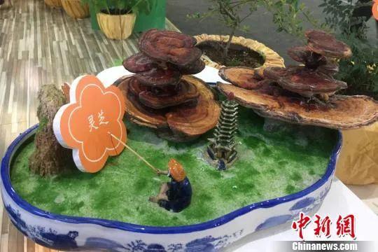 资料图:中药材盆景展示。<a target='_blank' data-cke-saved-href='http://www.chinanews.com/' href='http://www.chinanews.com/'>中新社</a>记者 刘玉桃 摄 资料图:中药材盆景展示。<a target='_blank' data-cke-saved-href='http://www.chinanews.com/' href='http://www.chinanews.com/'>中新社</a>记者 刘玉桃 摄