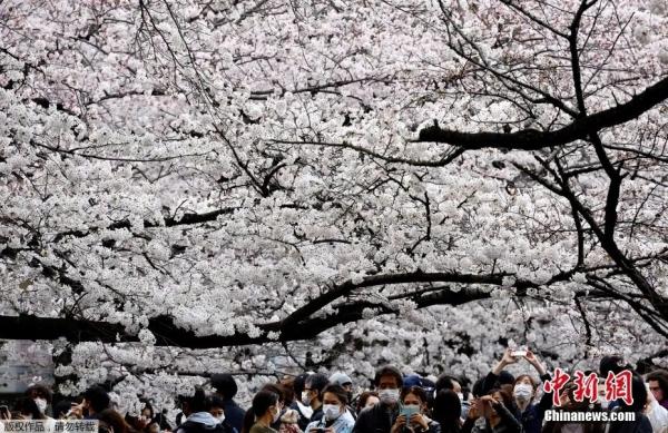资料图:2022年3月28日,日本东京樱花盛开,民众沉浸花海打卡春季美景。 资料图:2022年3月28日,日本东京樱花盛开,民众沉浸花海打卡春季美景。