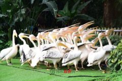 <b>希尔斯维尔野生动物保护区</b>