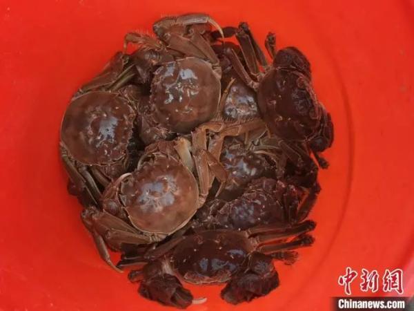 资料图:刚捕捞上的大闸蟹 资料图:刚捕捞上的大闸蟹