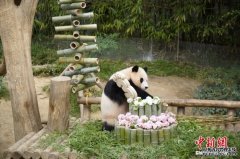 <b>韩媒：旅韩大熊猫“福宝”将于4月初返回中国</b>